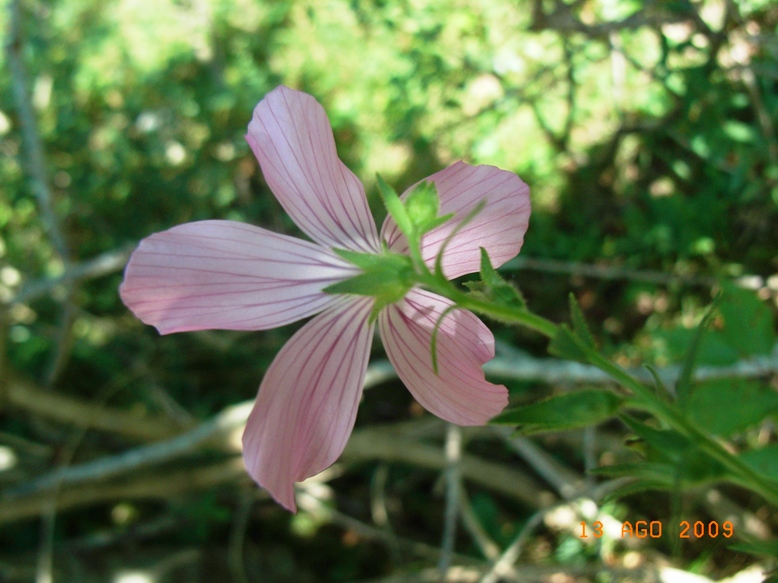 Linum viscosum